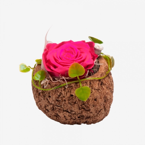 1 pinke Infinity Rose in Orico Schote